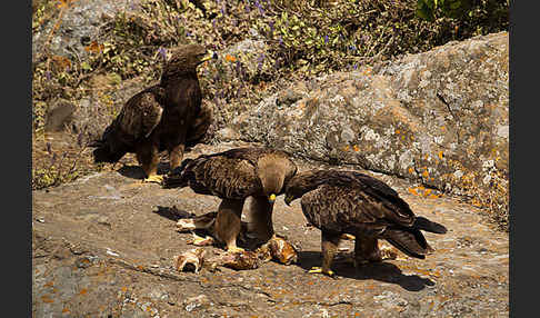 Savannenadler (Aquila rapax)