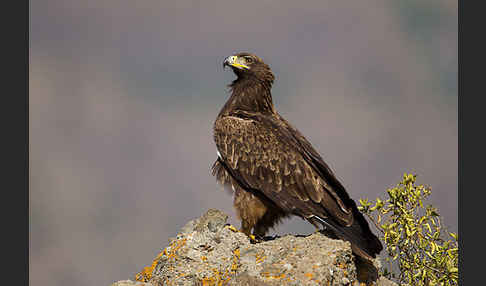 Savannenadler (Aquila rapax)