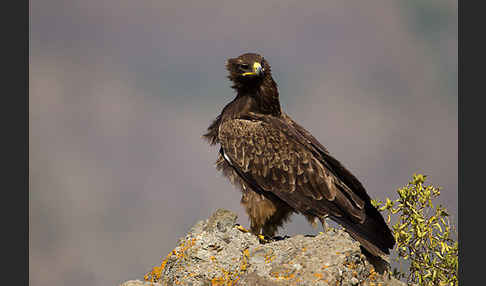 Savannenadler (Aquila rapax)