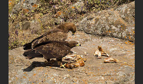 Savannenadler (Aquila rapax)