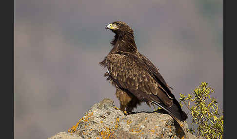 Savannenadler (Aquila rapax)