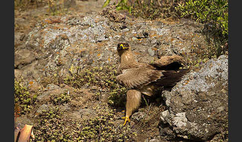 Savannenadler (Aquila rapax)