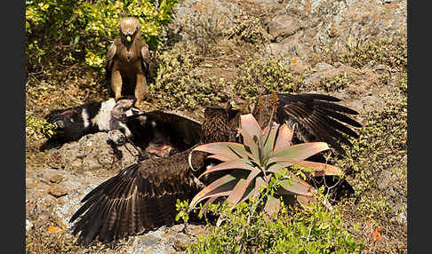 Savannenadler (Aquila rapax)