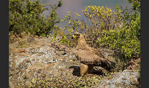 Savannenadler (Aquila rapax)