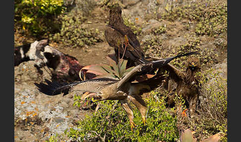 Savannenadler (Aquila rapax)