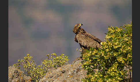 Savannenadler (Aquila rapax)