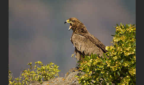 Savannenadler (Aquila rapax)