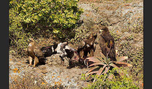 Savannenadler (Aquila rapax)