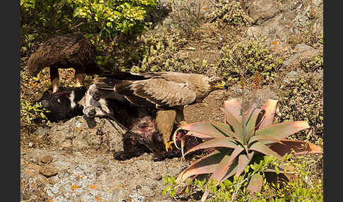 Savannenadler (Aquila rapax)