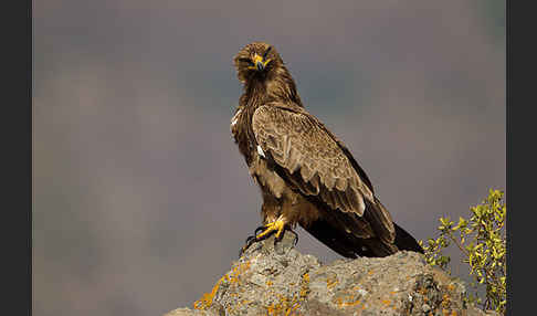 Savannenadler (Aquila rapax)