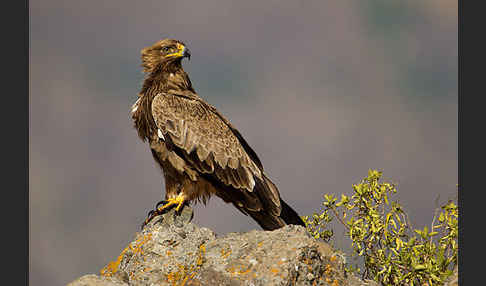 Savannenadler (Aquila rapax)