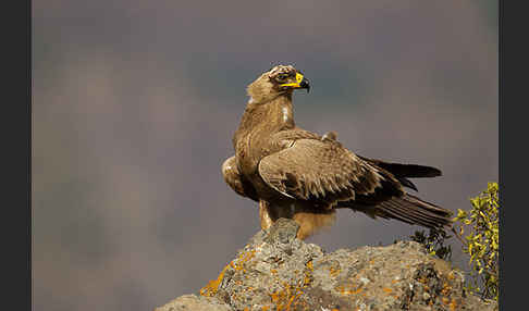 Savannenadler (Aquila rapax)