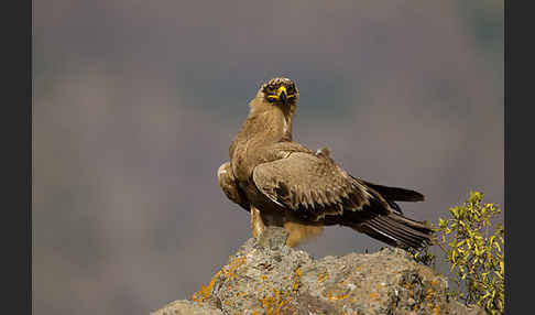 Savannenadler (Aquila rapax)