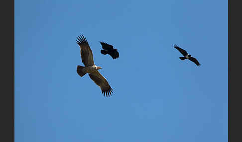 Borstenrabe (Corvus rhipidurus)