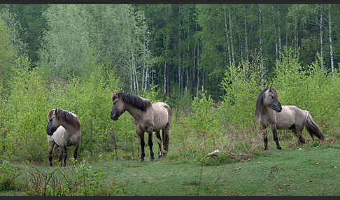 Konik (Equus caballus sspec.)