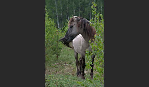 Konik (Equus caballus sspec.)