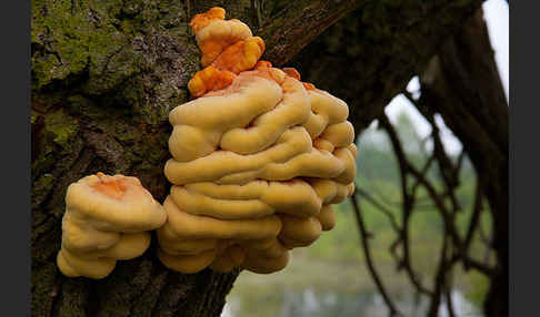 Schwefelporling (Laetiporus sulphureus)