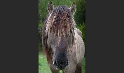 Konik (Equus caballus sspec.)