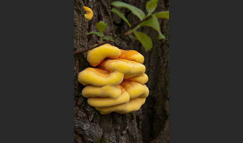 Schwefelporling (Laetiporus sulphureus)