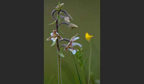 Sumpf-Sitter (Epipactis palustris)