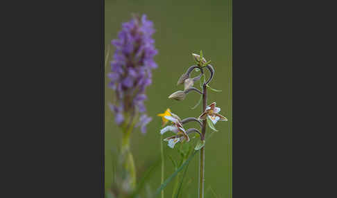 Sumpf-Sitter (Epipactis palustris)