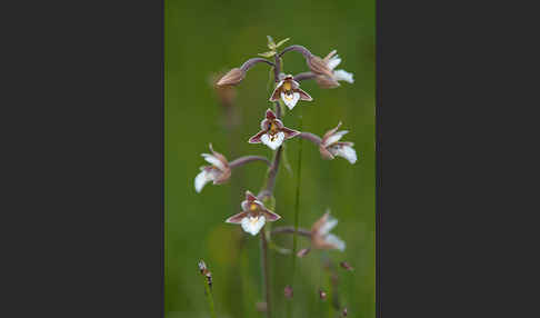 Sumpf-Sitter (Epipactis palustris)