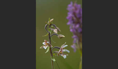 Sumpf-Sitter (Epipactis palustris)