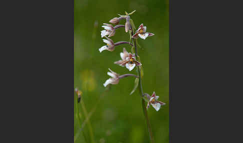 Sumpf-Sitter (Epipactis palustris)