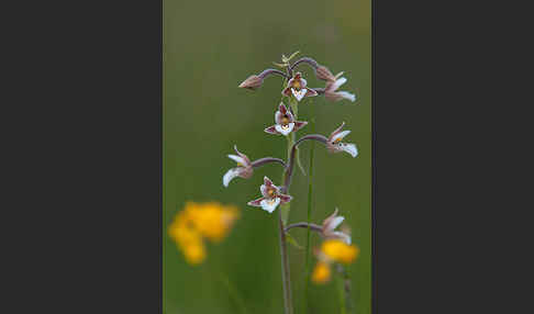 Sumpf-Sitter (Epipactis palustris)