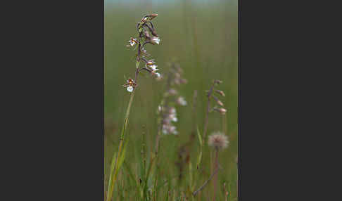 Sumpf-Sitter (Epipactis palustris)