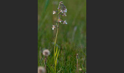 Sumpf-Sitter (Epipactis palustris)