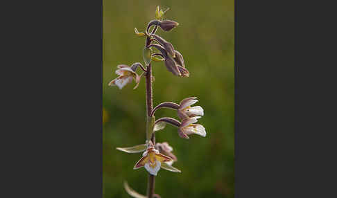 Sumpf-Sitter (Epipactis palustris)