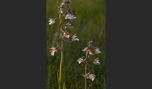 Sumpf-Sitter (Epipactis palustris)