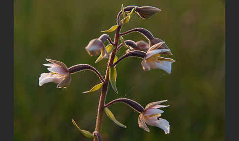 Sumpf-Sitter (Epipactis palustris)