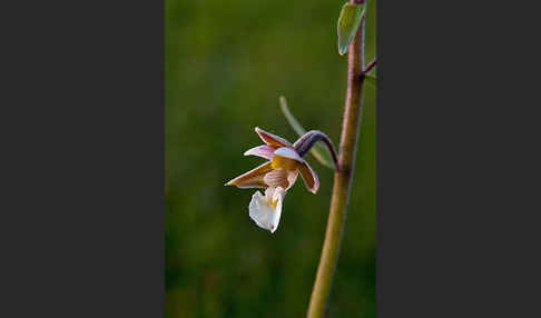 Sumpf-Sitter (Epipactis palustris)