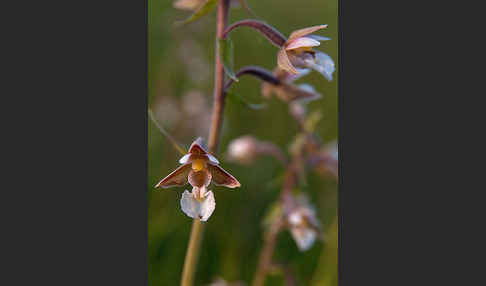 Sumpf-Sitter (Epipactis palustris)