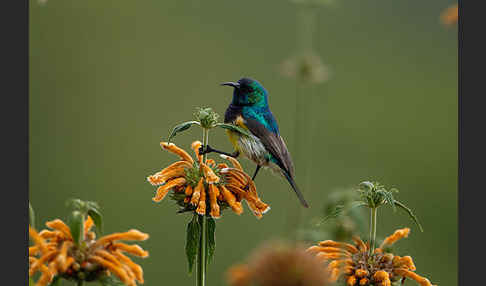 Ziernektarvogel (Cinnyris venustus)