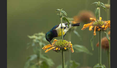 Ziernektarvogel (Cinnyris venustus)