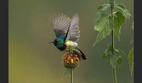 Ziernektarvogel (Cinnyris venustus)