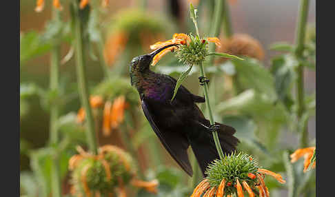 Takazzenektarvogel (Nectarinia tacazze)