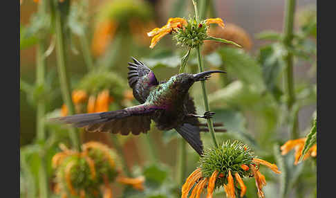 Takazzenektarvogel (Nectarinia tacazze)