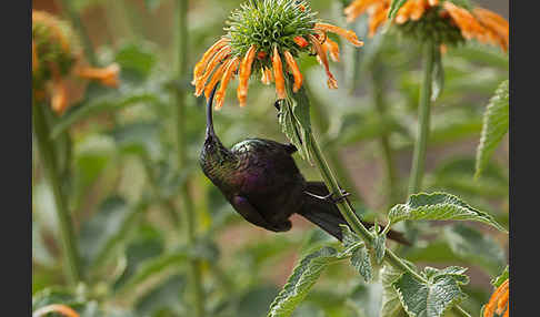 Takazzenektarvogel (Nectarinia tacazze)