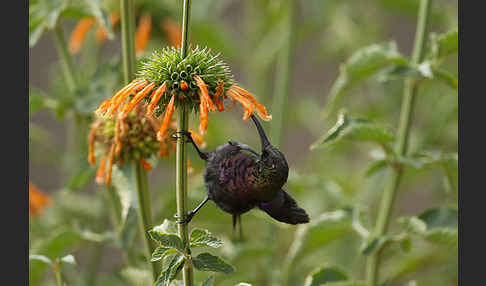 Takazzenektarvogel (Nectarinia tacazze)