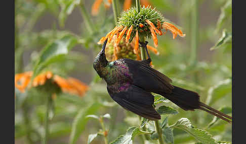 Takazzenektarvogel (Nectarinia tacazze)