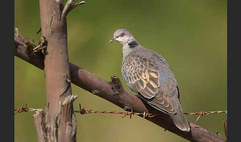 Trauerturteltaube (Streptopelia lugens)