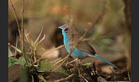 Schmetterlingsastrild (Uraeginthus bengalus)