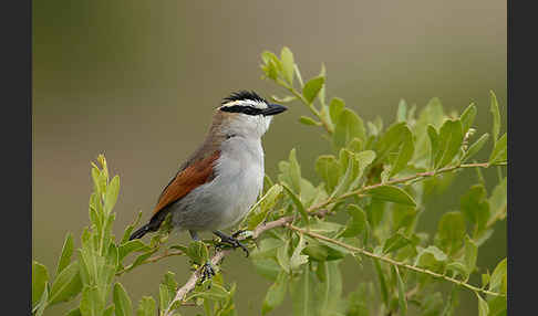 Senegaltschagra (Tchagra senegala)