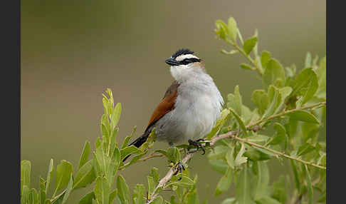 Senegaltschagra (Tchagra senegala)