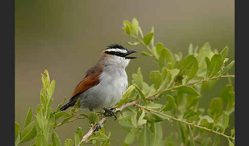 Senegaltschagra (Tchagra senegala)