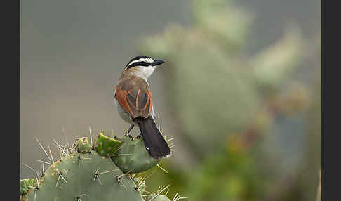 Senegaltschagra (Tchagra senegala)